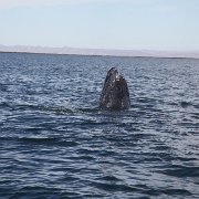 IMG 0001 2 (42)